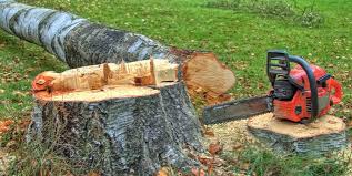 Best Tree Risk Assessment  in Magalia, CA