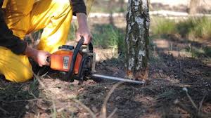 How Our Tree Care Process Works  in  Magalia, CA