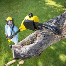 Best Tree Preservation Services  in Magalia, CA