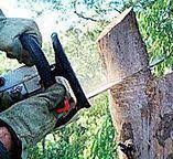 Best Storm Damage Tree Cleanup  in Magalia, CA