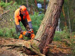 Best Tree Trimming and Pruning  in Magalia, CA
