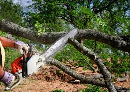 Best Tree Health Inspection  in Magalia, CA