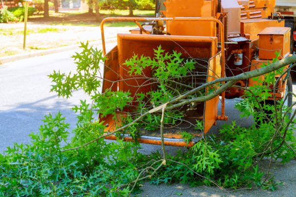 Best Stump Grinding and Removal  in Magalia, CA