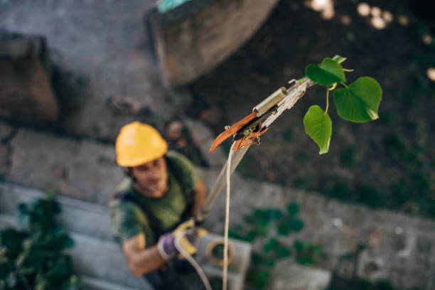 Best Fruit Tree Pruning  in Magalia, CA