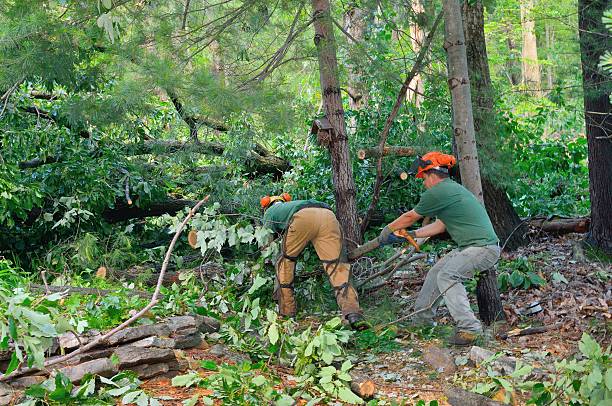 Best Lot and Land Clearing  in Magalia, CA