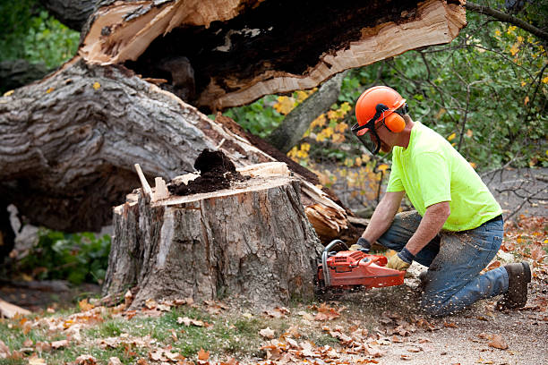 Best Tree Mulching  in Magalia, CA